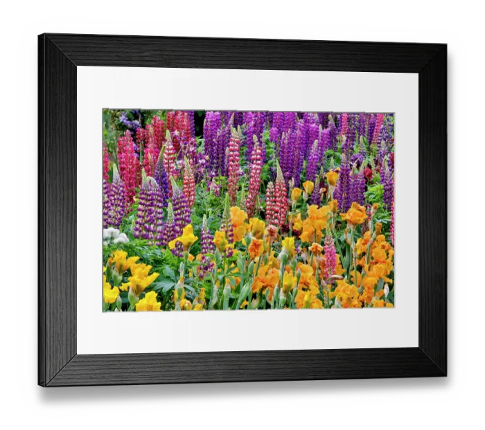 Framed Print : USA, Oregon. Garden in full bloom with bearded iris and Russell lupine