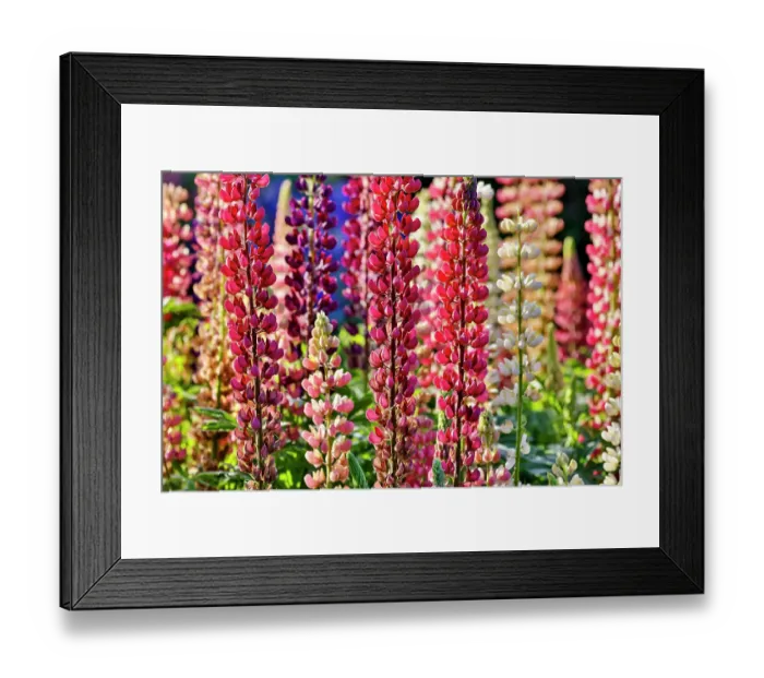 Framed Print : USA, Oregon. Garden in full bloom with close-up of Russell lupine Framed Print : USA, Oregon. Garden in full bloom with close-up of Russell lupine