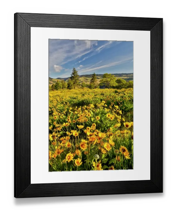 Framed Print : USA, Oregon, Mosier. Landscape of balsamroot and oaks on hillside above the Columbia River Framed Print : USA, Oregon, Mosier. Landscape of balsamroot and oaks on hillside above the Columbia River
