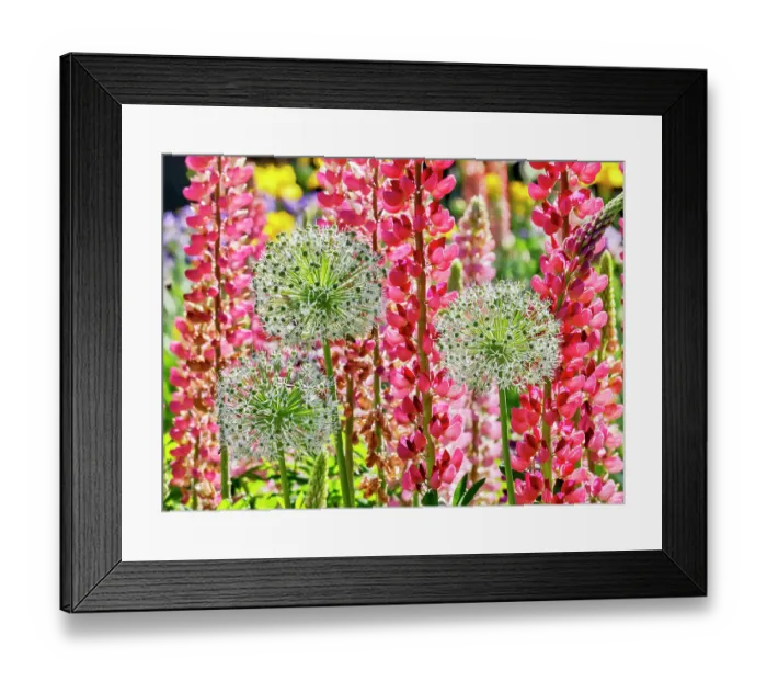 Framed Print : USA, Oregon. Garden in full bloom with Allium and Russell lupine Framed Print : USA, Oregon. Garden in full bloom with Allium and Russell lupine