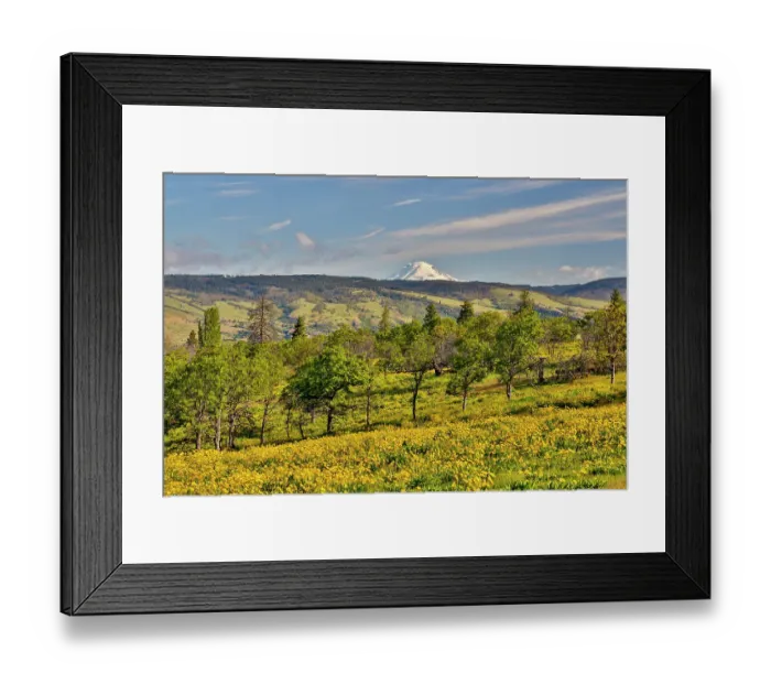 Framed Print : USA, Oregon, Mosier. Landscape of oaks and yellow balsamroot with backdrop of Mt. Adams Framed Print : USA, Oregon, Mosier. Landscape of oaks and yellow balsamroot with backdrop of Mt. Adams