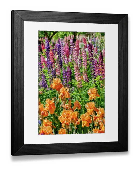 Framed Print : USA, Oregon. Garden in full bloom with bearded iris and Russell lupine Framed Print : USA, Oregon. Garden in full bloom with bearded iris and Russell lupine