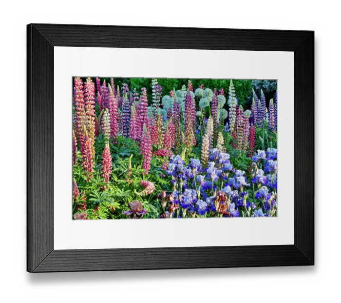 Framed Print : USA, Oregon. Garden in full bloom with bearded iris and Russell lupine