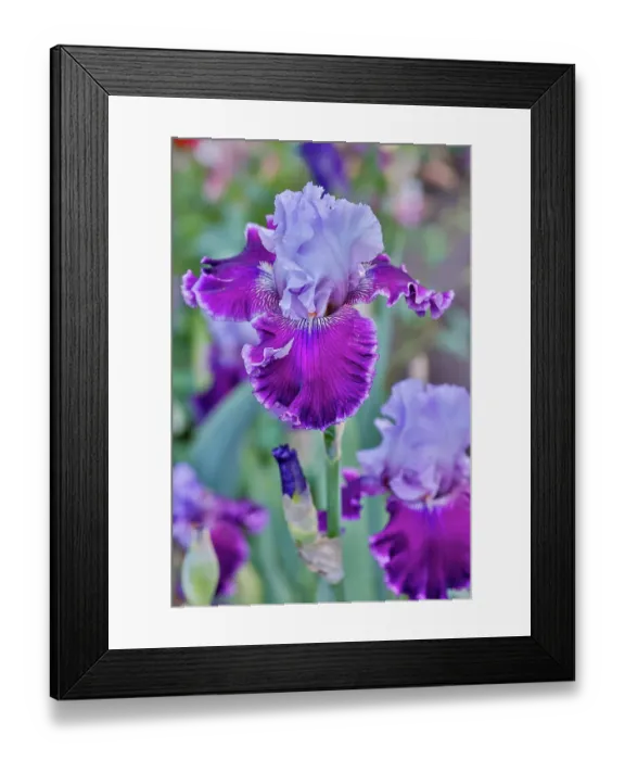 Framed Print : USA, Oregon. Garden in full bloom with bearded iris and Russell lupine Framed Print : USA, Oregon. Garden in full bloom with bearded iris and Russell lupine