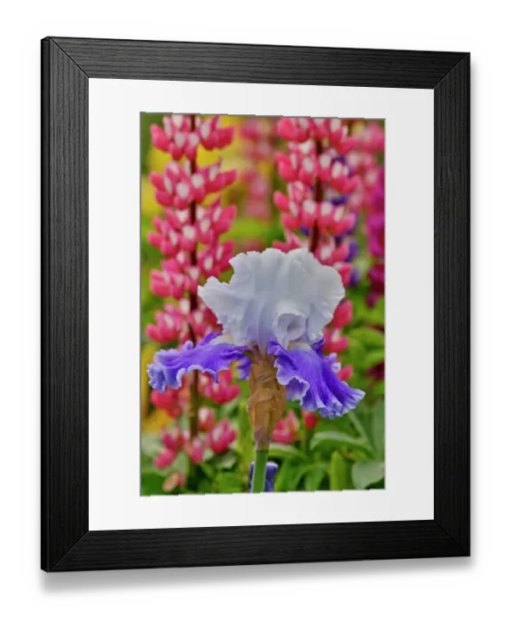 Framed Print : USA, Oregon. Garden in full bloom with bearded iris and Russell lupine Framed Print : USA, Oregon. Garden in full bloom with bearded iris and Russell lupine