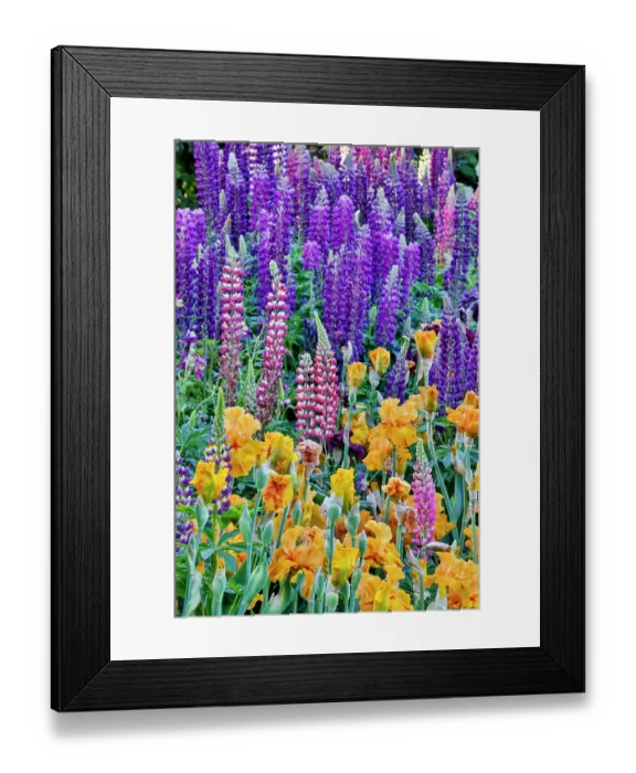 Framed Print : USA, Oregon. Garden in full bloom with bearded iris and Russell lupine