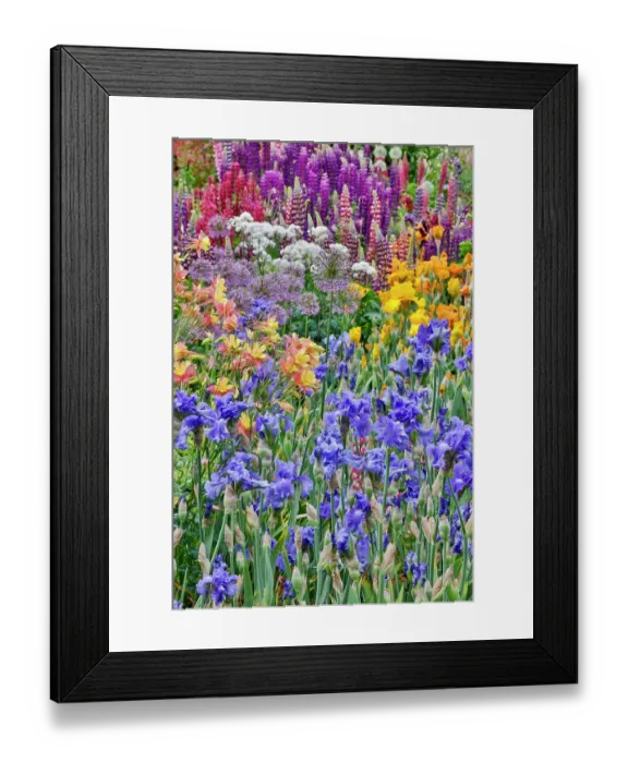 Framed Print : USA, Oregon. Garden in full bloom with bearded iris and Russell lupine Framed Print : USA, Oregon. Garden in full bloom with bearded iris and Russell lupine