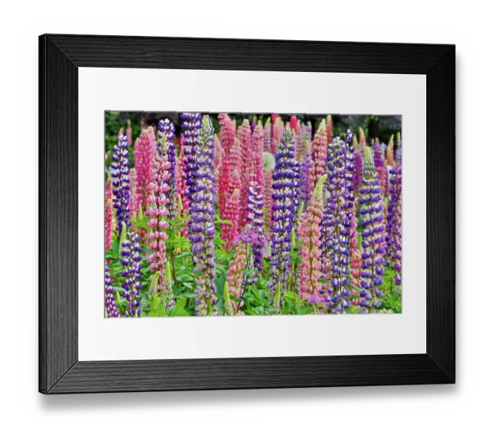 Framed Print : USA, Oregon. Garden in full bloom with Allium and Russell lupine