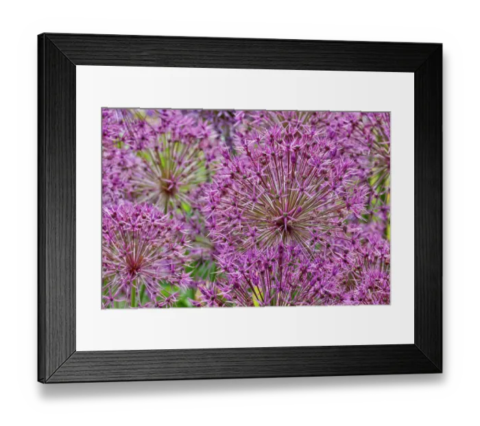 Framed Print : USA, Oregon. Garden in full bloom with close-up of Allium