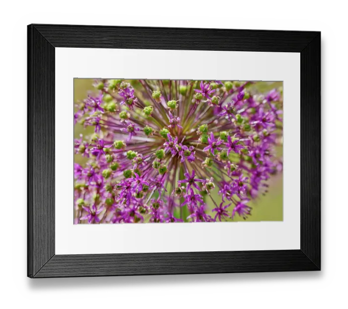 Framed Print : USA, Oregon. Garden in full bloom with close-up of Allium