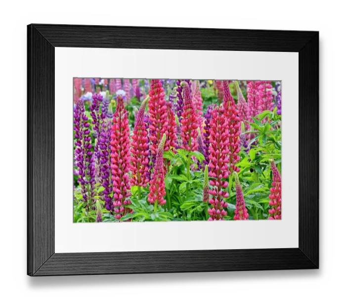 Framed Print : USA, Oregon. Garden in full bloom with close-up of Russell lupine Framed Print : USA, Oregon. Garden in full bloom with close-up of Russell lupine