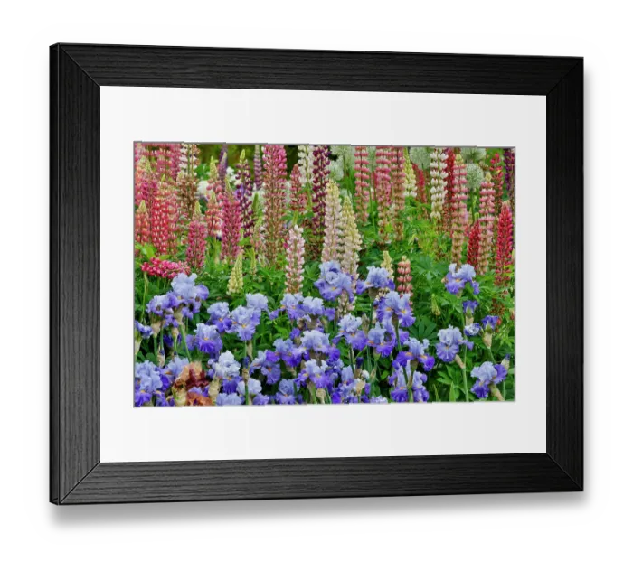 Framed Print : USA, Oregon. Garden in full bloom with bearded iris and Russell lupine