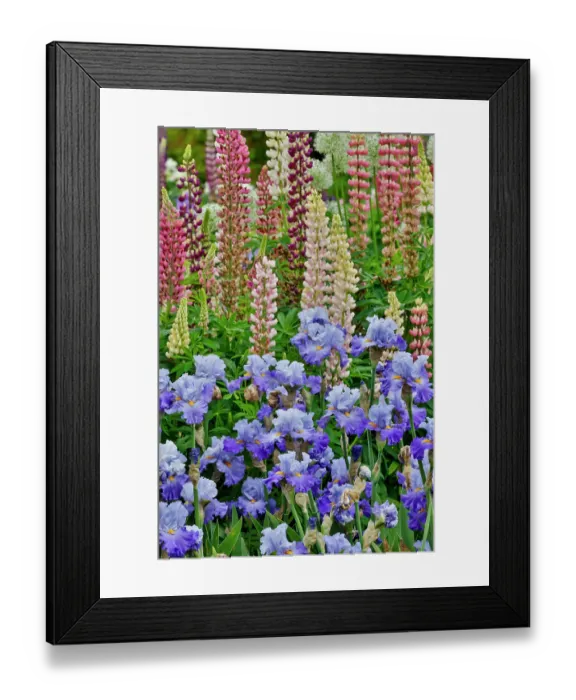Framed Print : USA, Oregon. Garden in full bloom with bearded iris and Russell lupine