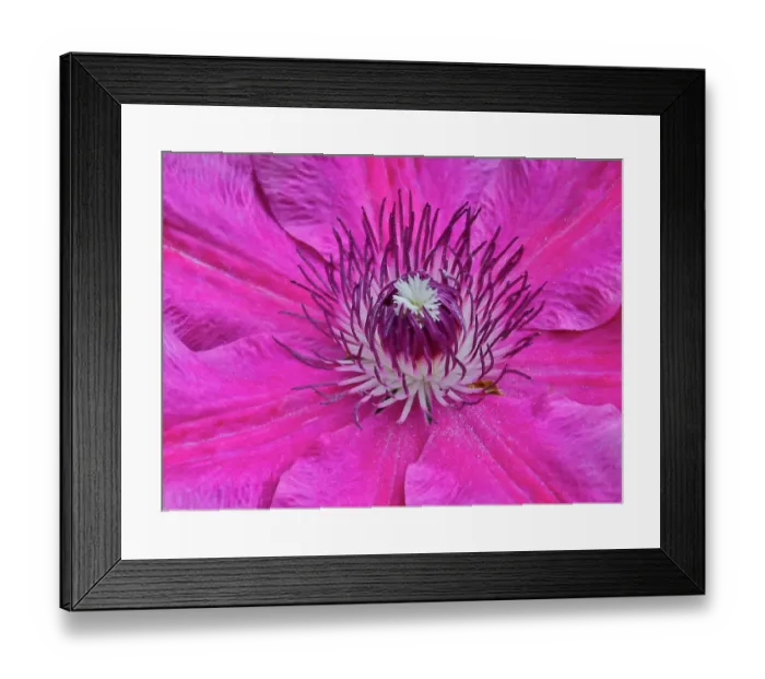 Framed Print : USA, Oregon. Garden in full bloom with close-up of clematis Framed Print : USA, Oregon. Garden in full bloom with close-up of clematis