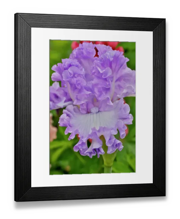Framed Print : USA, Oregon. Garden in full bloom with close-up of bearded iris