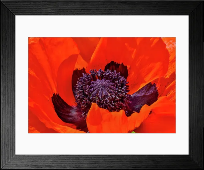 Framed Print : USA, Oregon. Garden in full bloom with close-up of poppy Framed Print : USA, Oregon. Garden in full bloom with close-up of poppy