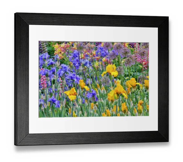 Framed Print : USA, Oregon. Garden in full bloom with bearded iris and Russell lupine Framed Print : USA, Oregon. Garden in full bloom with bearded iris and Russell lupine