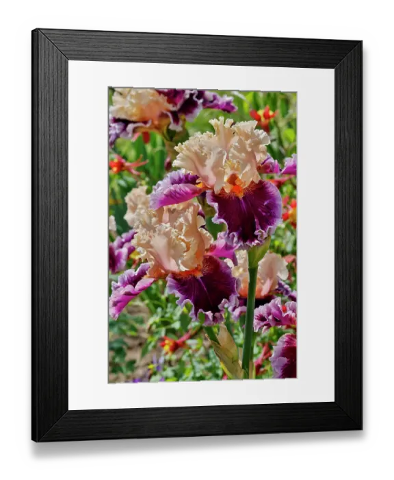 Framed Print : USA, Oregon. Garden in full bloom with close-up of bearded iris