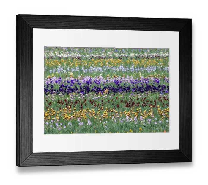 Framed Print : USA, Oregon. Rows of bearded iris in field Framed Print : USA, Oregon. Rows of bearded iris in field
