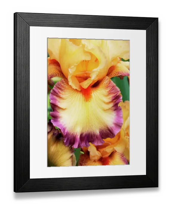 Framed Print : USA, Oregon. Garden in full bloom with close-up of bearded iris Framed Print : USA, Oregon. Garden in full bloom with close-up of bearded iris