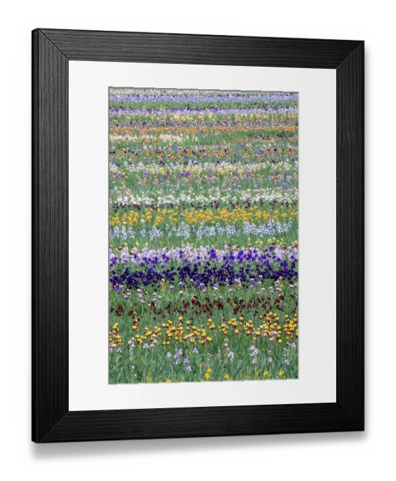 Framed Print : USA, Oregon. Rows of bearded iris in field