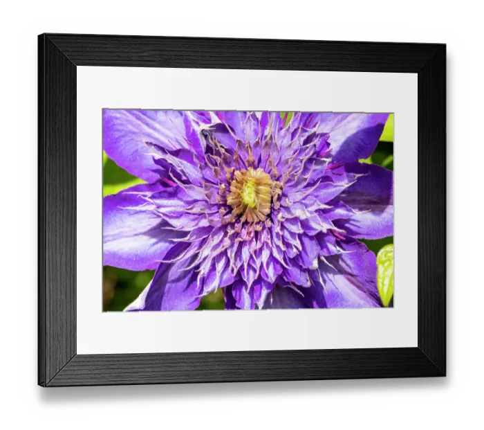 Framed Print : USA, Oregon. Garden in full bloom with close-up of clematis Framed Print : USA, Oregon. Garden in full bloom with close-up of clematis
