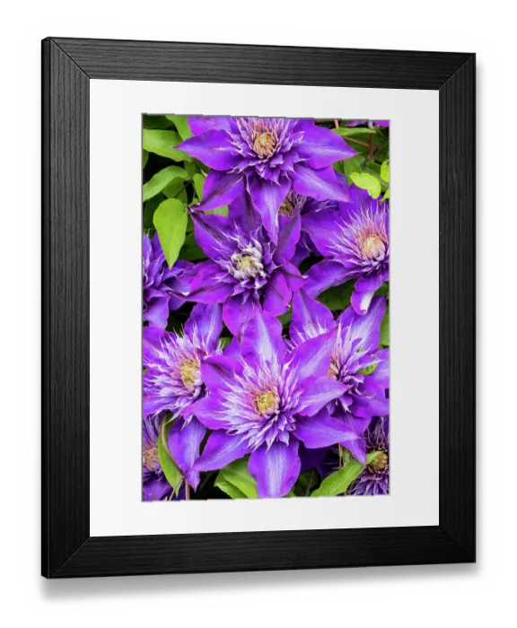 Framed Print : USA, Oregon. Garden in full bloom with close-up image of blue purple clematis Framed Print : USA, Oregon. Garden in full bloom with close-up image of blue purple clematis