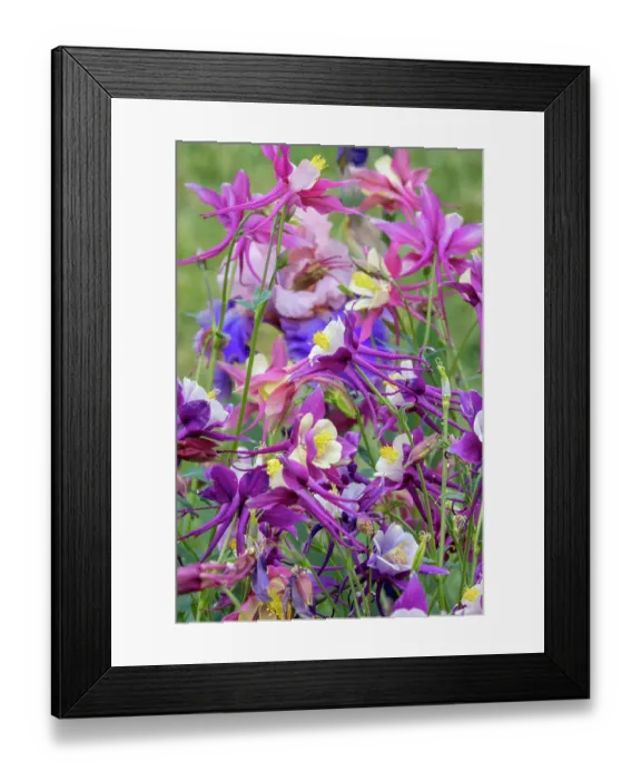 Framed Print : USA, Oregon. Garden in full bloom with colorful columbine Framed Print : USA, Oregon. Garden in full bloom with colorful columbine