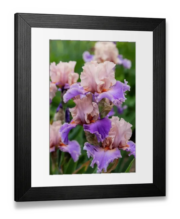 Framed Print : USA, Oregon. Garden in full bloom with close-up of bearded iris Framed Print : USA, Oregon. Garden in full bloom with close-up of bearded iris