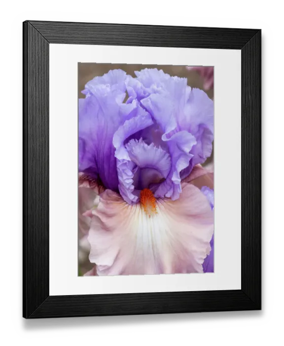Framed Print : USA, Oregon. Garden in full bloom with close-up of bearded iris