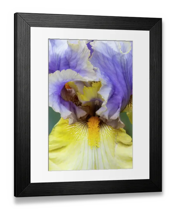 Framed Print : USA, Oregon. Garden in full bloom with close-up of bearded iris Framed Print : USA, Oregon. Garden in full bloom with close-up of bearded iris