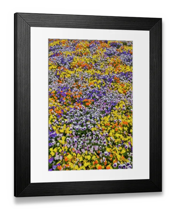 Framed Print : USA, Oregon. Flower display in mass of colorful Violas