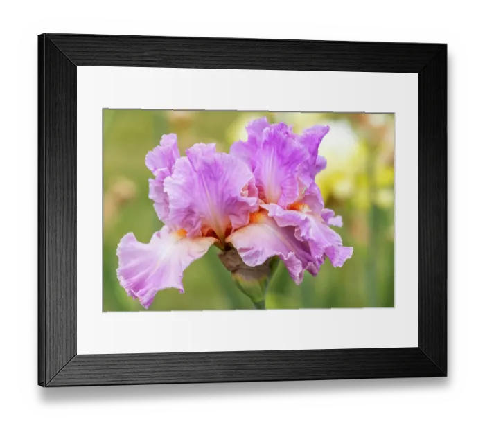 Framed Print : USA, Oregon. Garden in full bloom with close-up of bearded iris Framed Print : USA, Oregon. Garden in full bloom with close-up of bearded iris