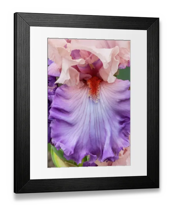 Framed Print : USA, Oregon. Garden in full bloom with close-up of bearded iris Framed Print : USA, Oregon. Garden in full bloom with close-up of bearded iris