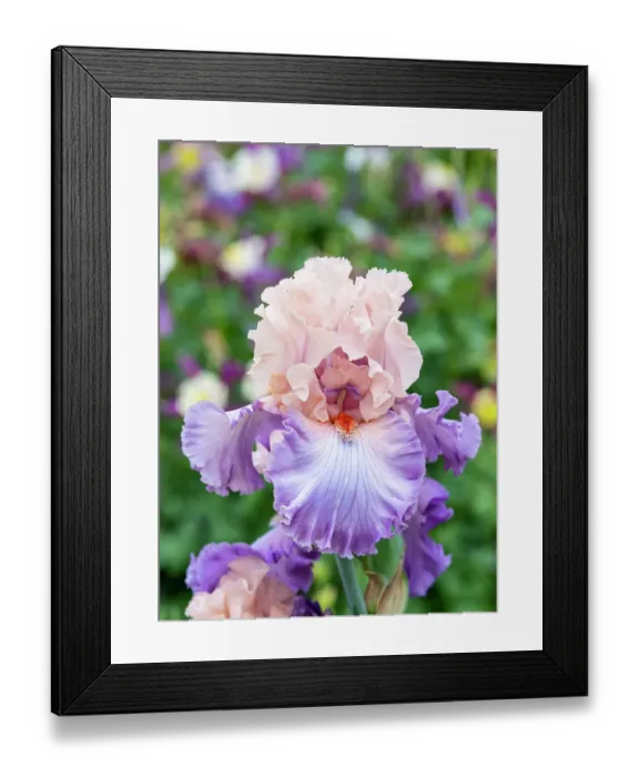 Framed Print : USA, Oregon. Garden in full bloom with close-up of bearded iris Framed Print : USA, Oregon. Garden in full bloom with close-up of bearded iris