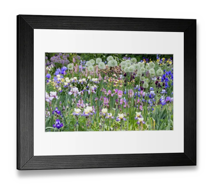 Framed Print : USA, Oregon. Garden in full bloom with bearded iris and Russell lupine and Allium