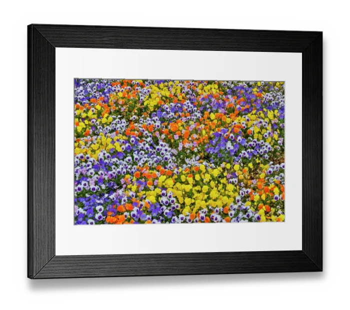 Framed Print : USA, Oregon. Flower display in mass of colorful Violas Framed Print : USA, Oregon. Flower display in mass of colorful Violas