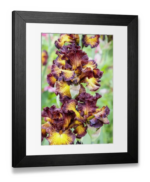 Framed Print : USA, Oregon. Garden in full bloom with close-up of bearded iris Framed Print : USA, Oregon. Garden in full bloom with close-up of bearded iris