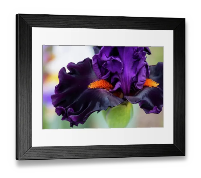 Framed Print : USA, Oregon. Garden in full bloom with close-up of bearded iris