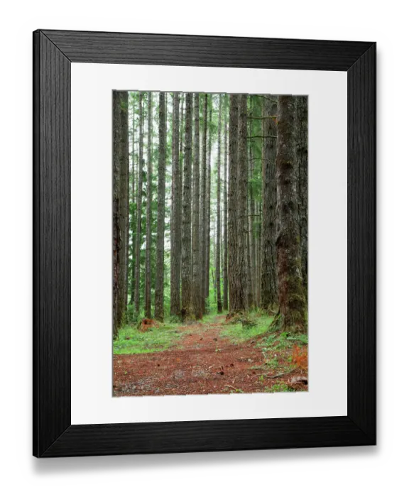 Framed Print : USA, Oregon, Springfield, Forest path, Fall Creek Lake Framed Print : USA, Oregon, Springfield, Forest path, Fall Creek Lake