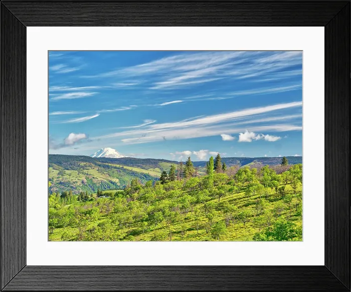 Framed Print : USA, Oregon. Columbia George, springtime and flowering yellow balsamroot amongst oak trees and Mt. Rainier Framed Print : USA, Oregon. Columbia George, springtime and flowering yellow balsamroot amongst oak trees and Mt. Rainier