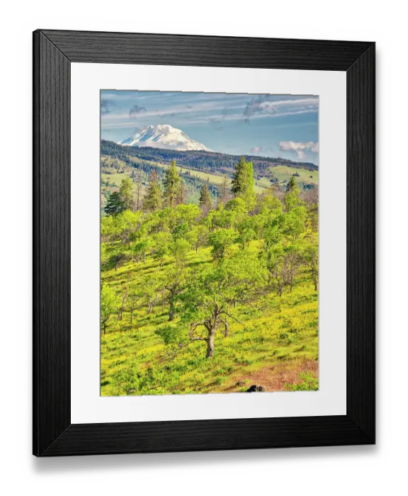 Framed Print : USA, Oregon. Columbia George, springtime and flowering yellow balsamroot amongst oak trees and Mt. Rainier Framed Print : USA, Oregon. Columbia George, springtime and flowering yellow balsamroot amongst oak trees and Mt. Rainier