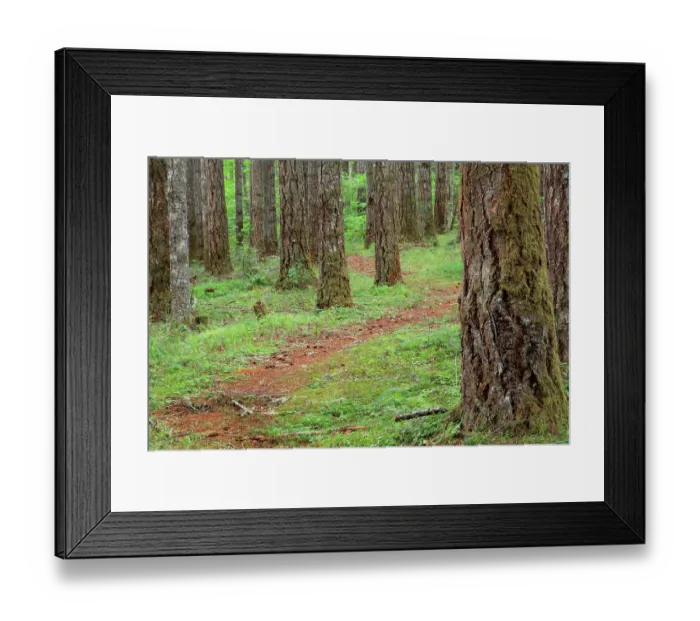 Framed Print : USA, Oregon, Springfield, Forest path, Fall Creek Lake