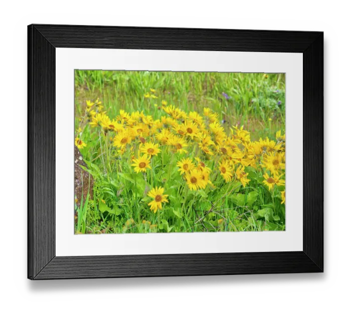 Framed Print : USA, Oregon. Columbia George, arrowleaf balsamroot in Spring bloom