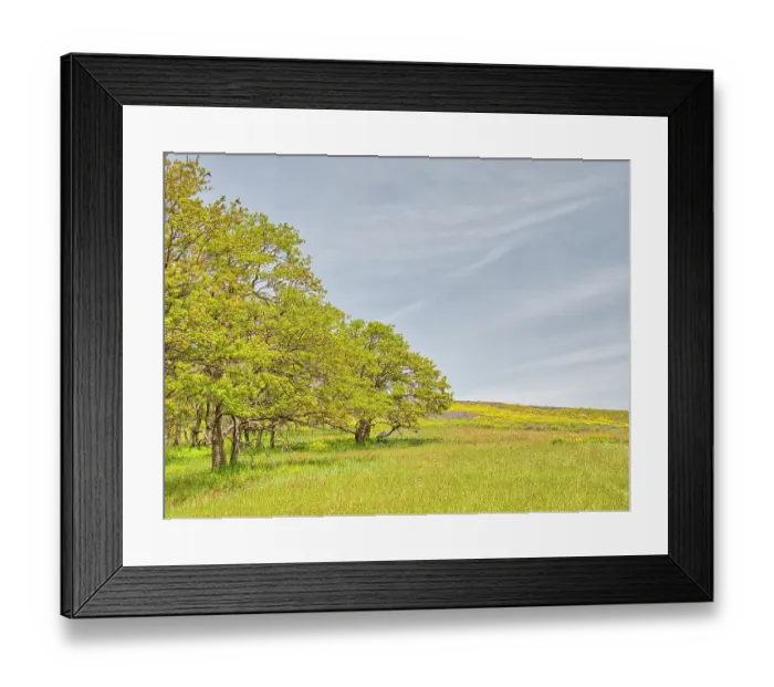 Framed Print : USA, Oregon. Columbia George, springtime and flowering yellow balsamroot amongst oak trees
