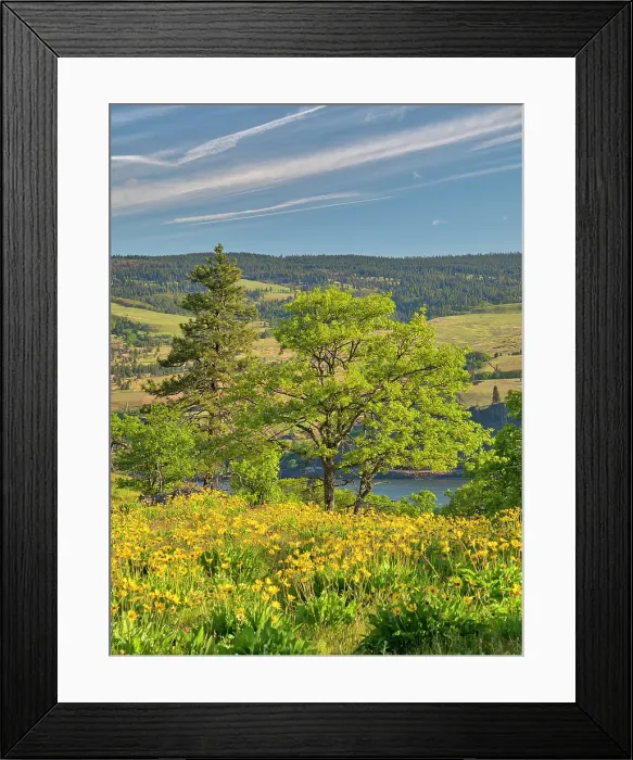 Framed Print : USA, Oregon. Columbia George, springtime and flowering yellow balsamroot amongst oak trees