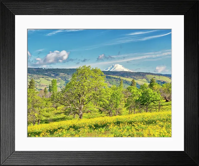 Framed Print : USA, Oregon. Columbia George, springtime and flowering yellow balsamroot amongst oak trees and Mt. Rainier