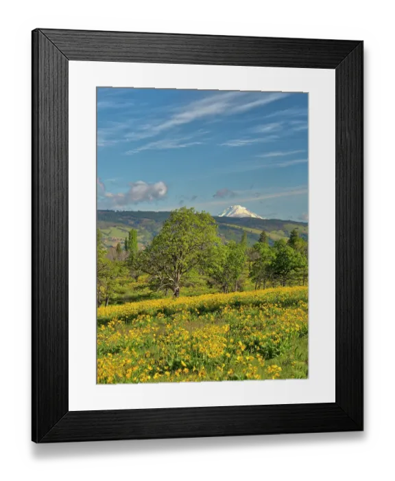 Framed Print : USA, Oregon. Columbia George, springtime and flowering yellow balsamroot amongst oak trees and MT. Rainier Framed Print : USA, Oregon. Columbia George, springtime and flowering yellow balsamroot amongst oak trees and MT. Rainier