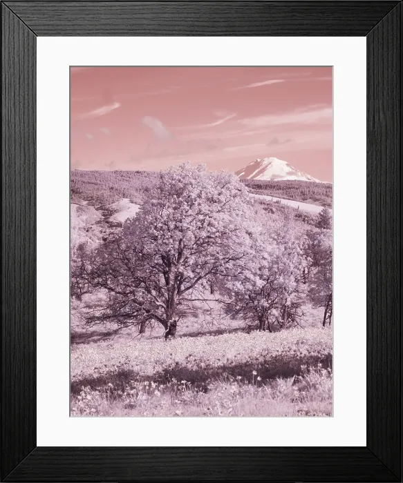 Framed Print : USA, Oregon. Columbia George, infrared of oak tree, wildflowers and Mt, Rainier Framed Print : USA, Oregon. Columbia George, infrared of oak tree, wildflowers and Mt, Rainier