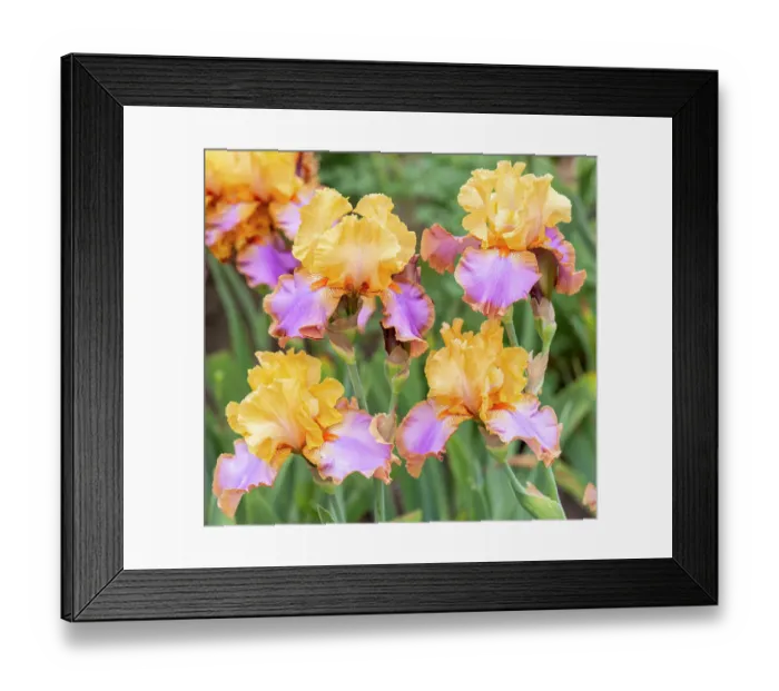 Framed Print : USA, Oregon. Garden in full bloom with close-up of bearded iris Framed Print : USA, Oregon. Garden in full bloom with close-up of bearded iris